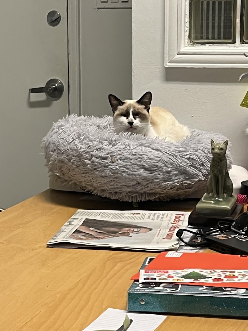 Mau House Cat Hotel photo 3
