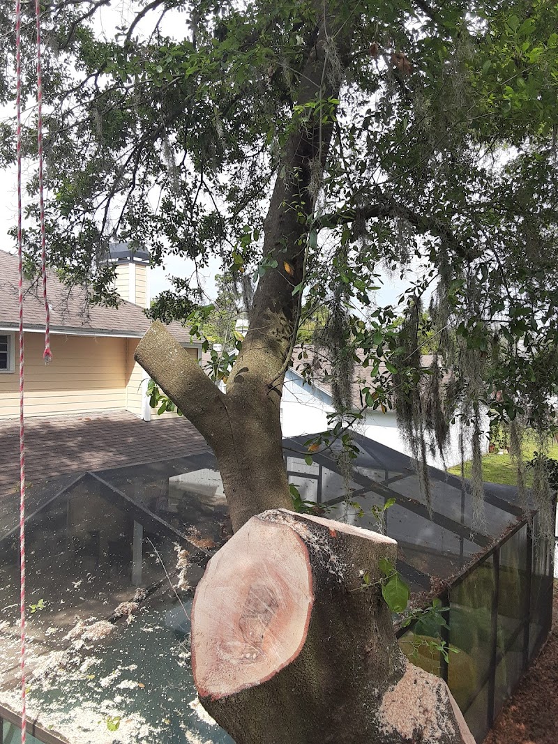 David's Tree Service photo 5