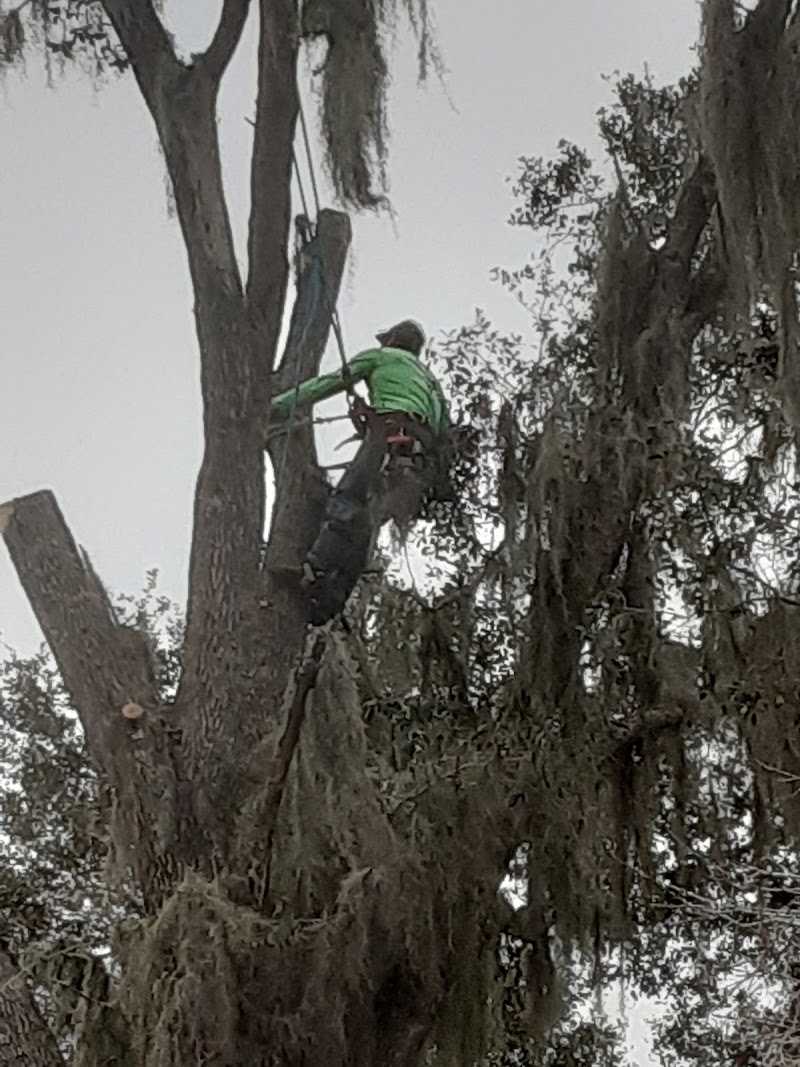 Photo of David's Tree Service