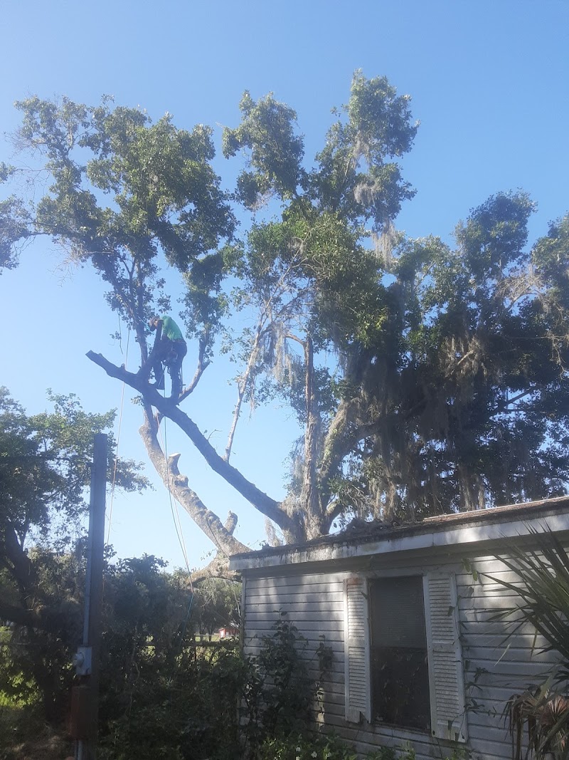 David's Tree Service photo 3