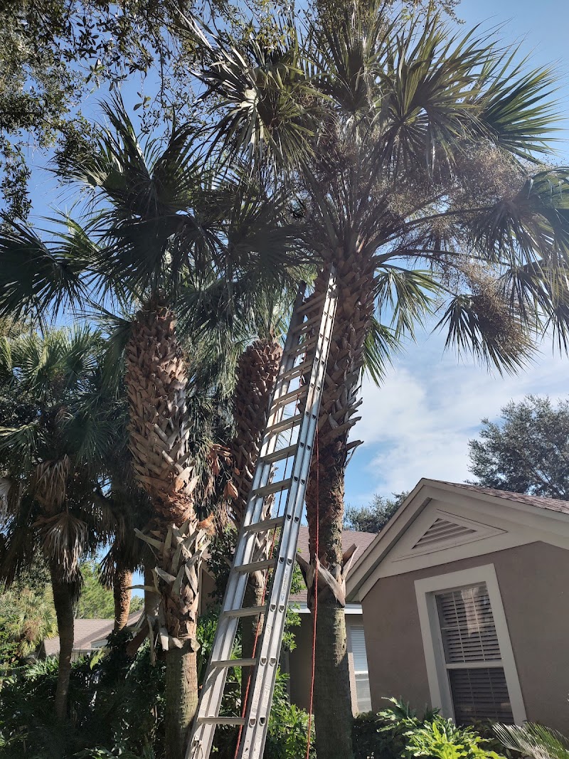 David's Tree Service photo 2