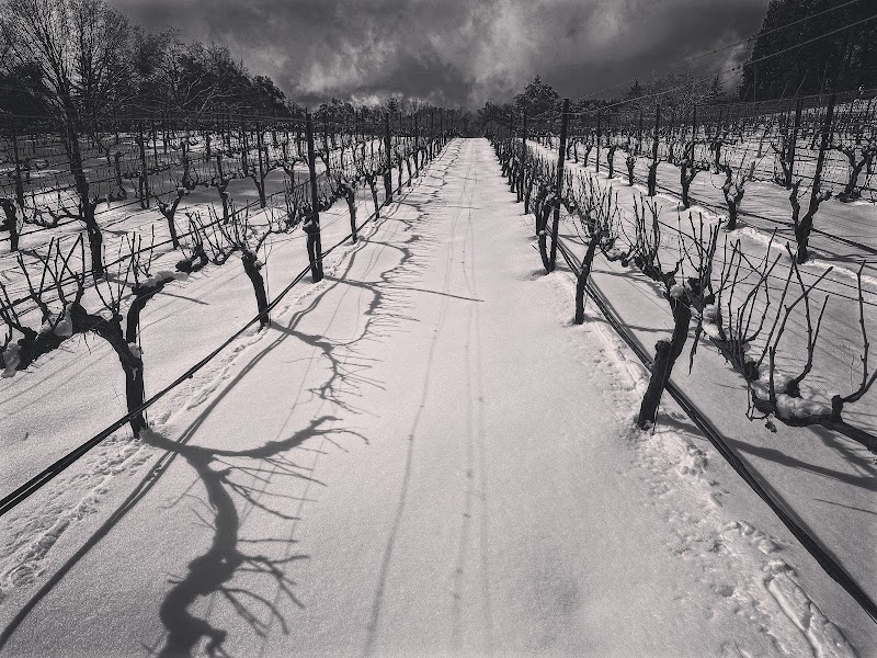 Photo of Ascona Vineyard | Davenport Real Estate Group
