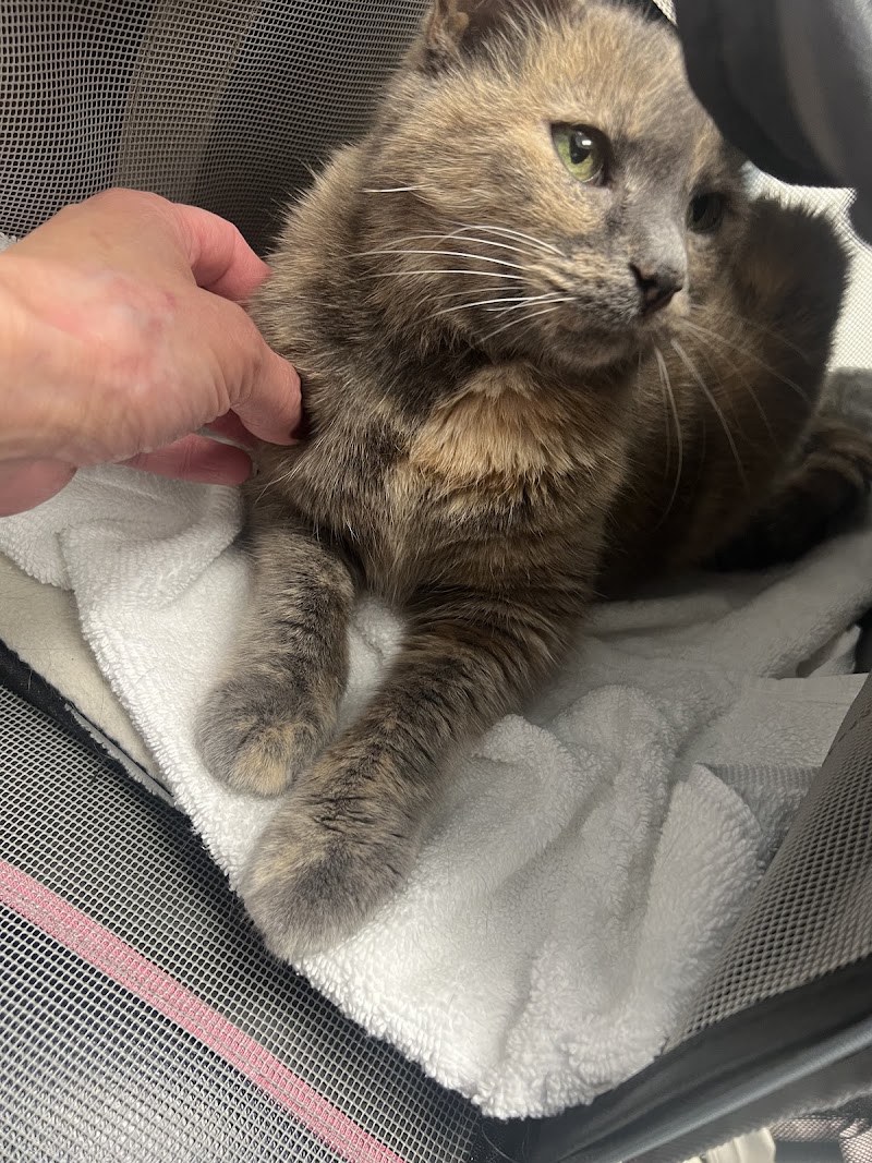 Animal Hospital of Seminole, A Thrive Pet Healthcare Partner photo 4
