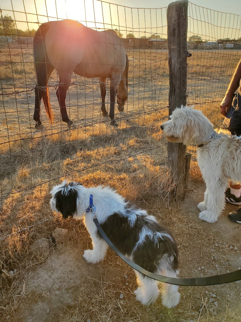 Photo of Thriving Canine