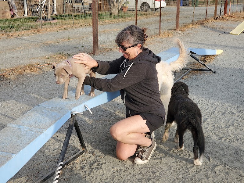 Thriving Canine photo 3