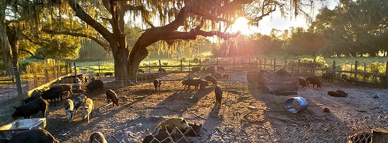 Photo of Shogun Farms