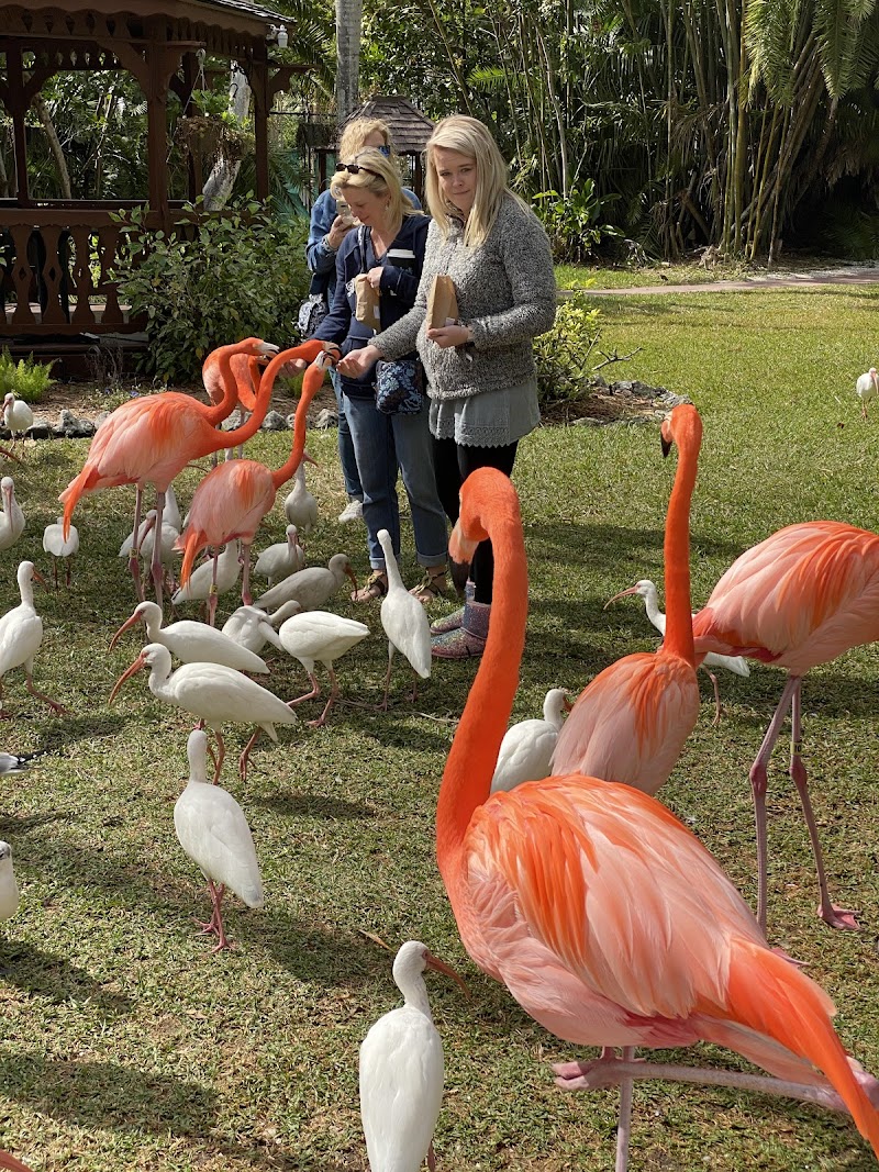 Sarasota Jungle Gardens photo 2