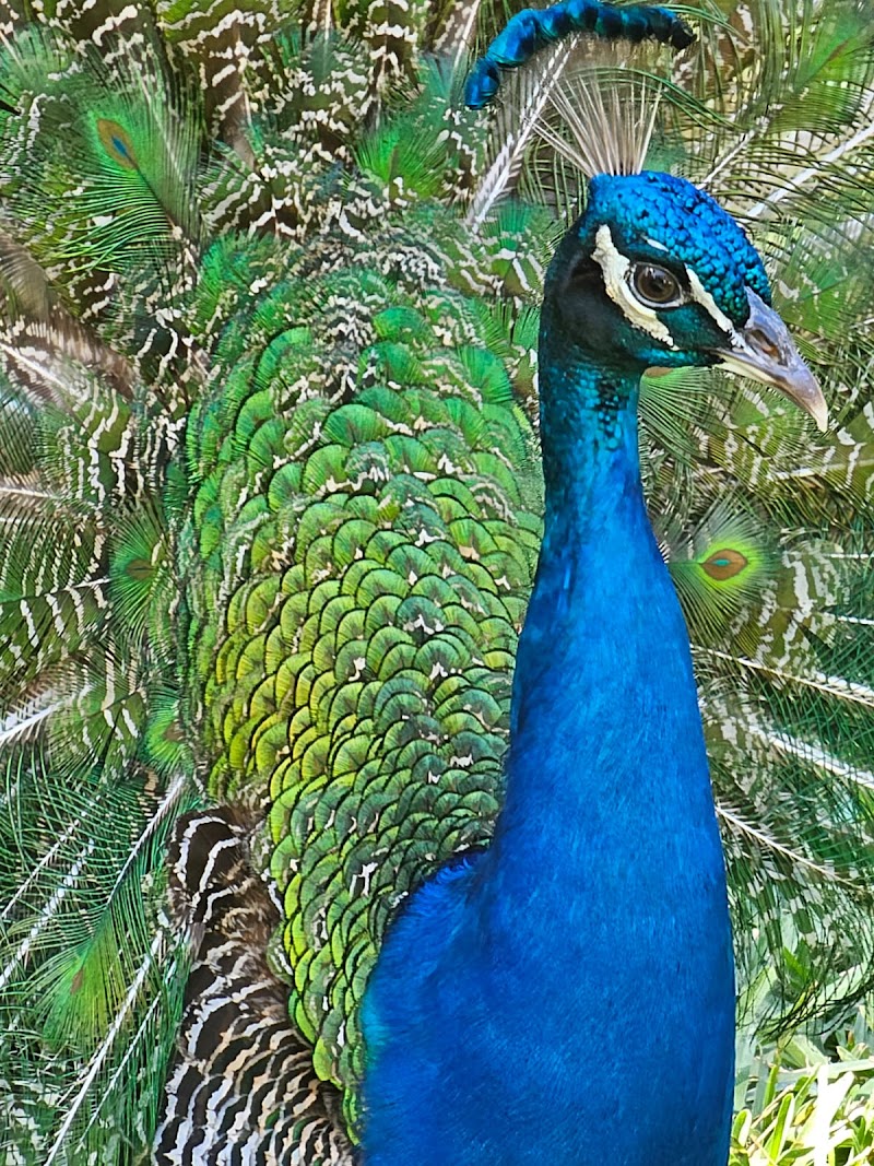 Sarasota Jungle Gardens photo 4