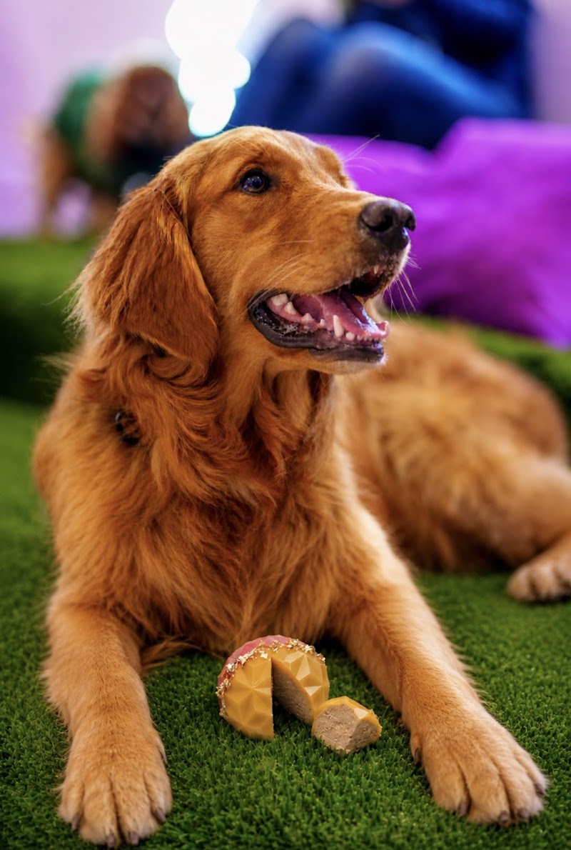 MISHKA Luxury Dog Boutique photo 5