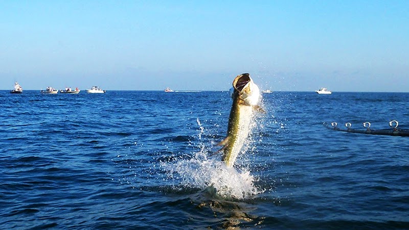 Tampa Florida Fishing photo 4