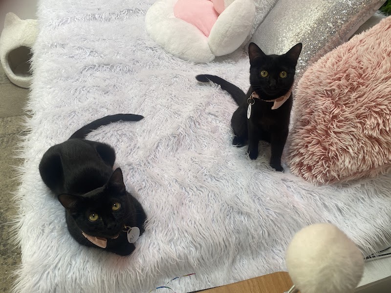 Crumbs & Whiskers photo 3