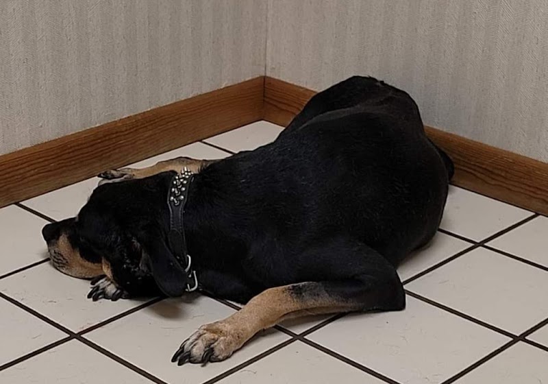 Suncoast Veterinary Clinic photo 3