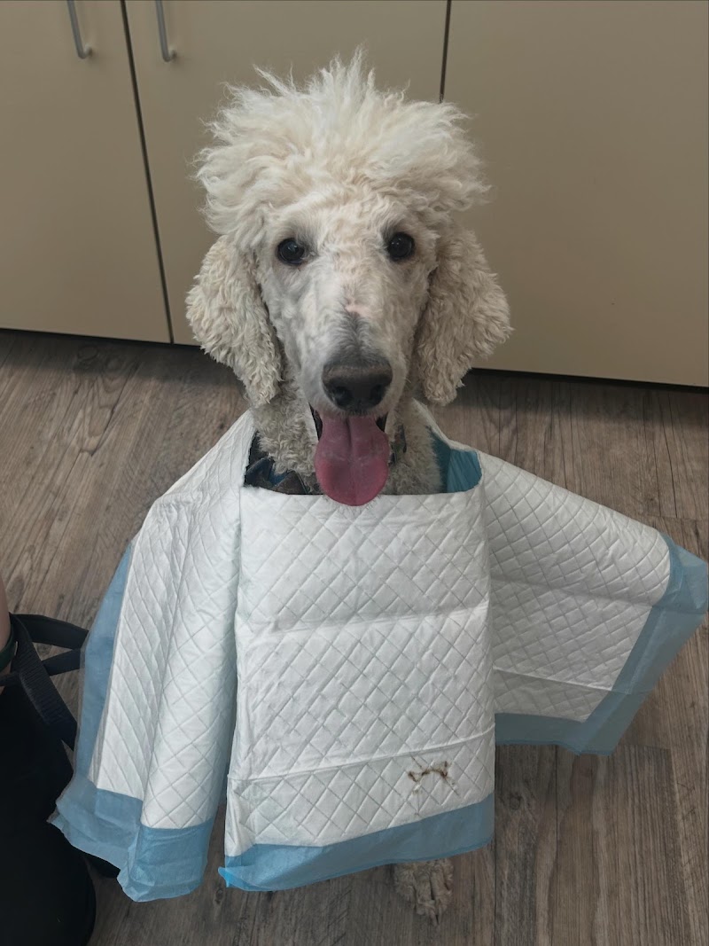 Photo of Pet Care