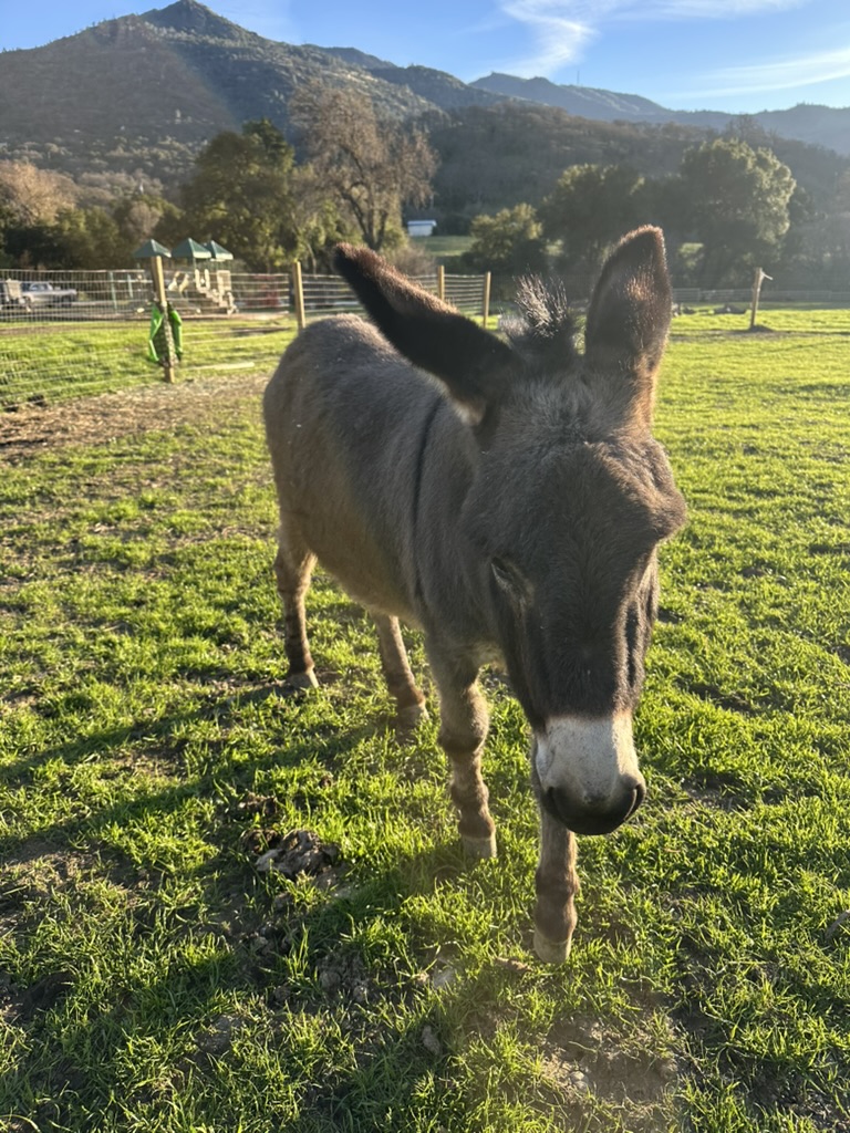 Photo of Stardust Sanctuary