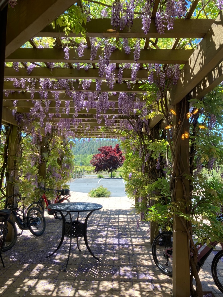 Calistoga Bikeshop photo 2