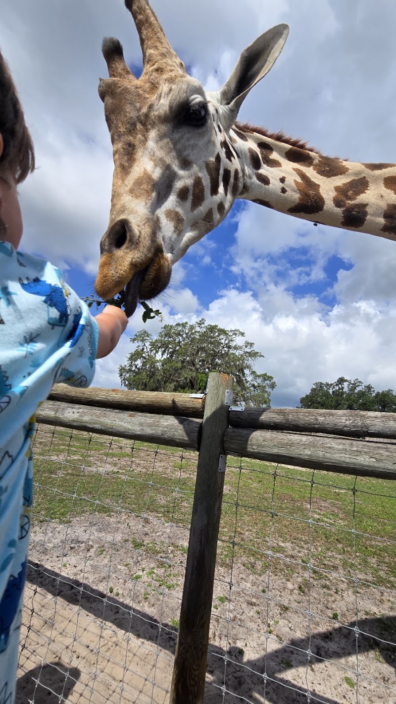 Photo of Giraffe Ranch