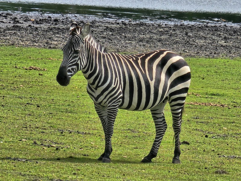 Giraffe Ranch photo 2