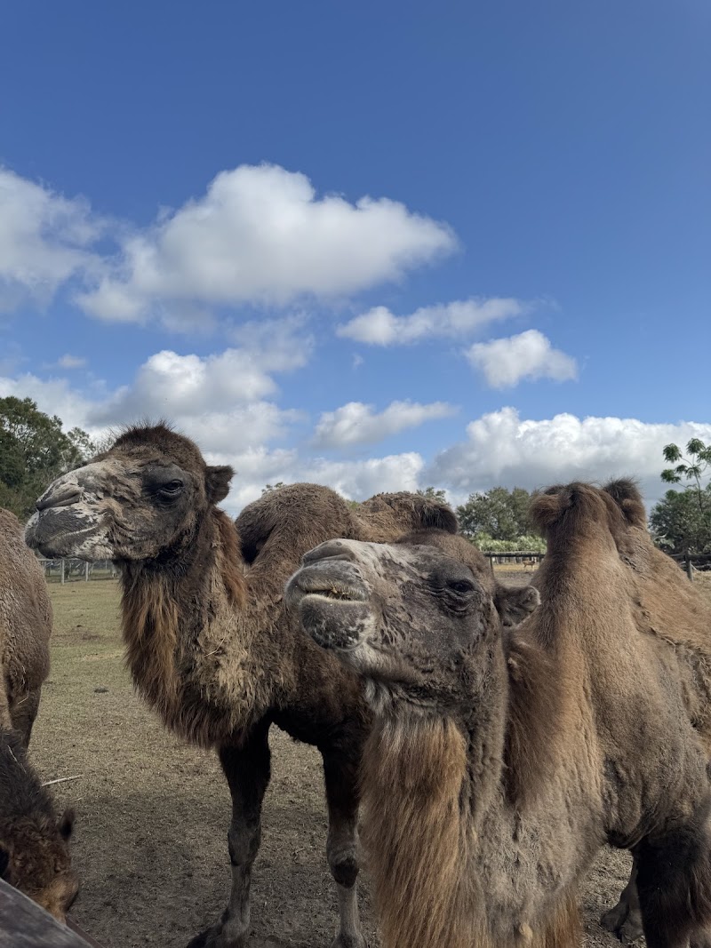Giraffe Ranch photo 5
