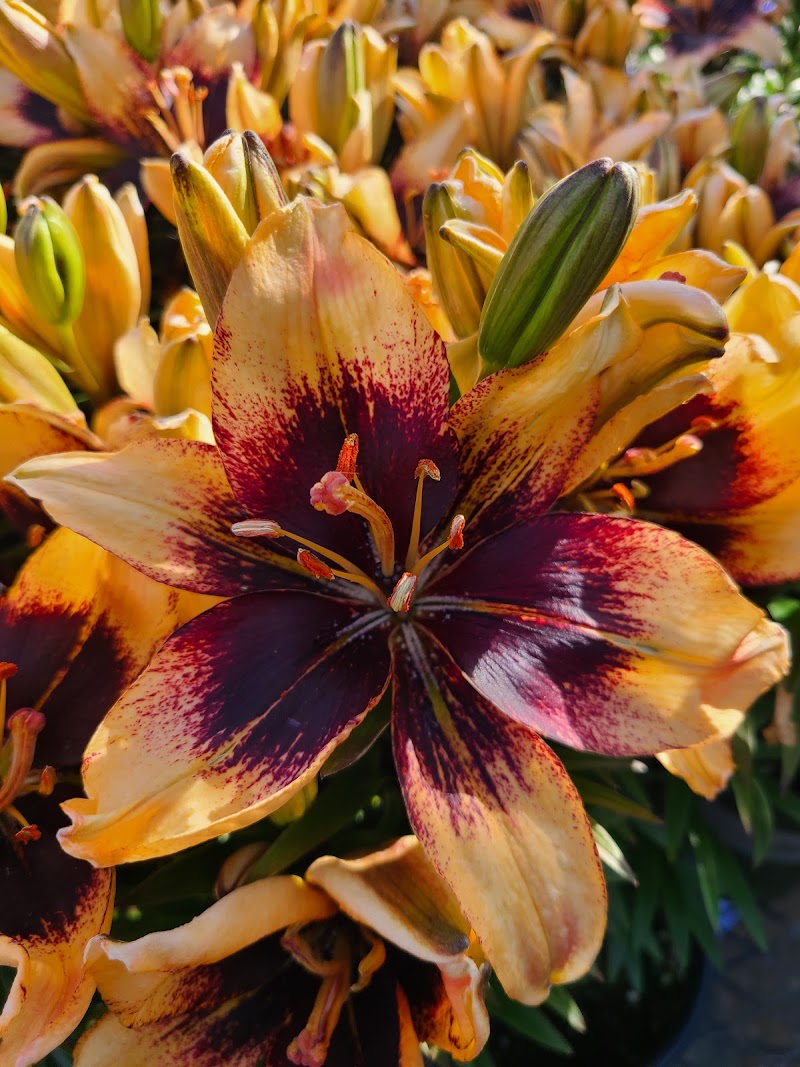 Lowe's Garden Center photo 4