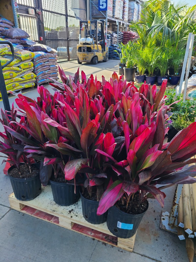 Lowe's Garden Center photo 5