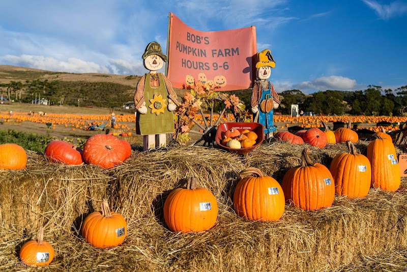 Photo of Bob's Vegetable Stand & Pumpkin Farm
