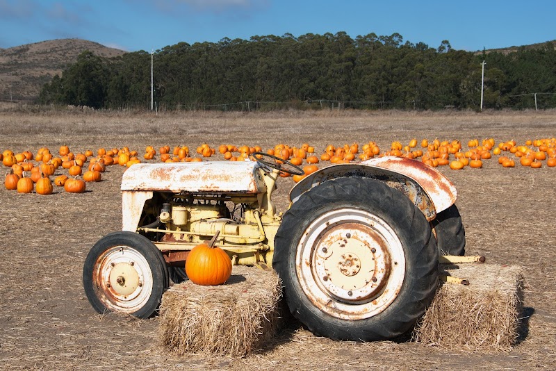 Bob's Vegetable Stand & Pumpkin Farm photo 2