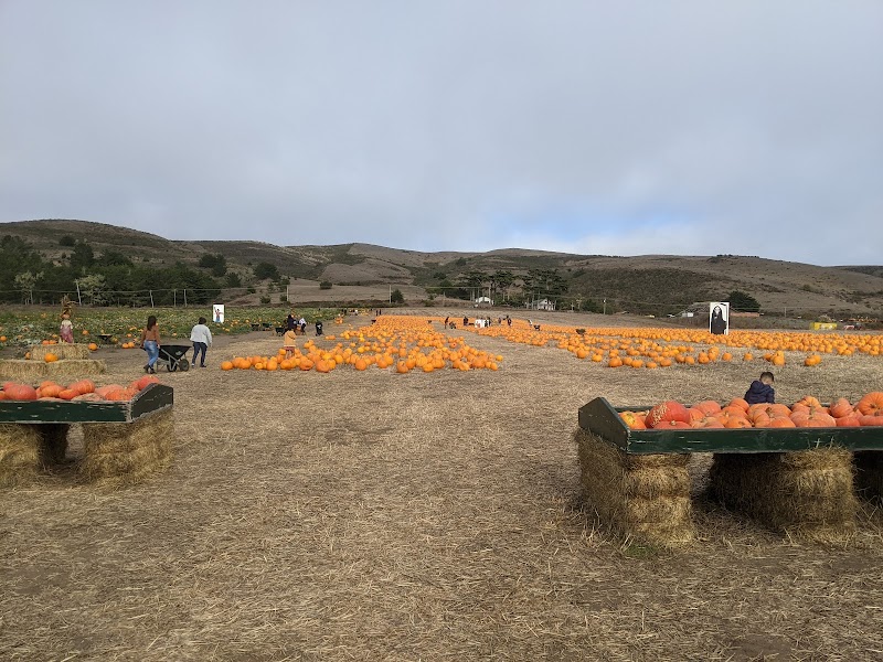 Bob's Vegetable Stand & Pumpkin Farm photo 3