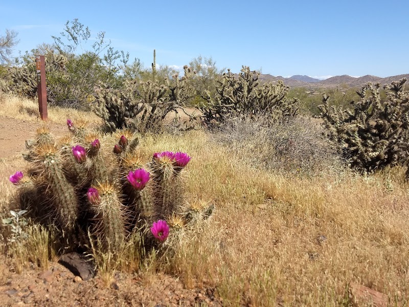 Sonoran Preserve photo 3