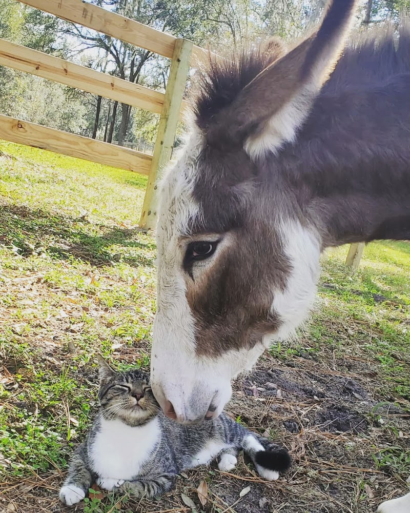 Stony Oak Farm photo 4