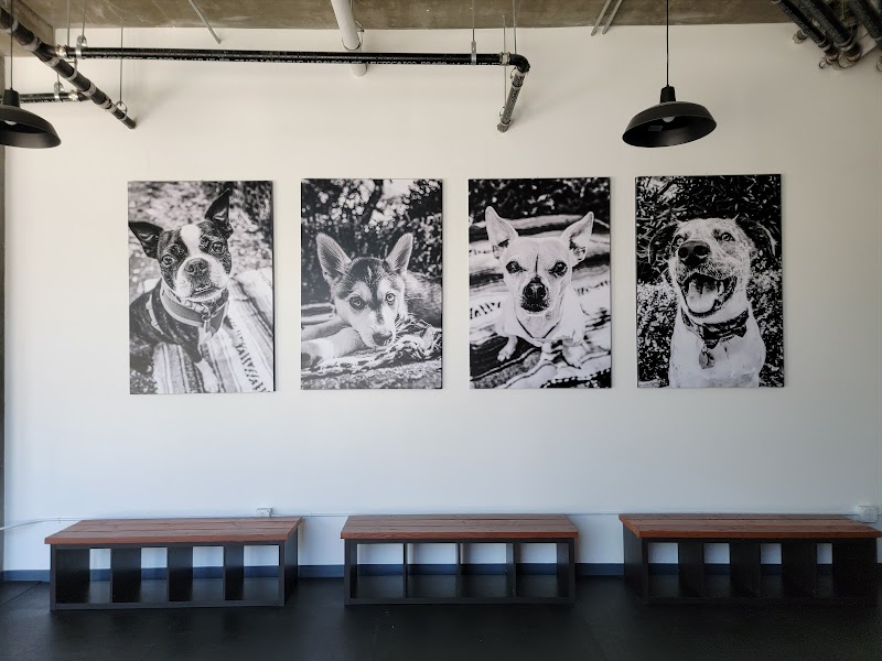 Photo of itchytail pet services