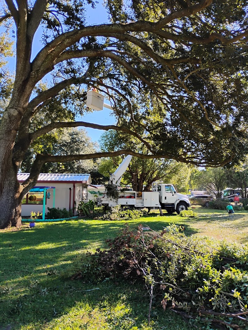 Photo of Costas Complete Tree Service