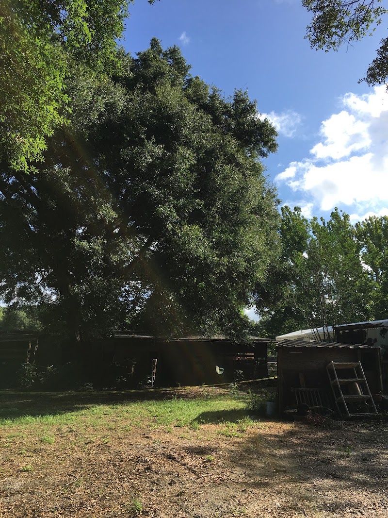 Costas Complete Tree Service photo 4