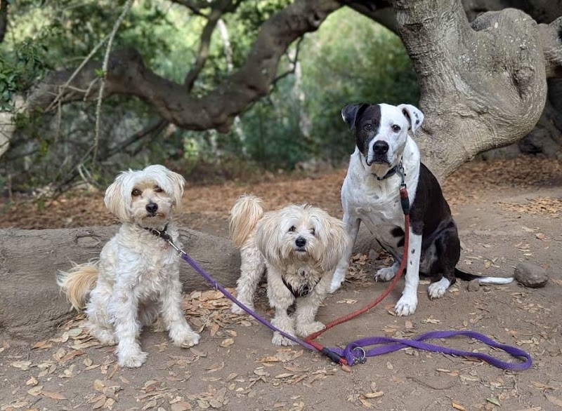 Travelers Pet Care photo 3