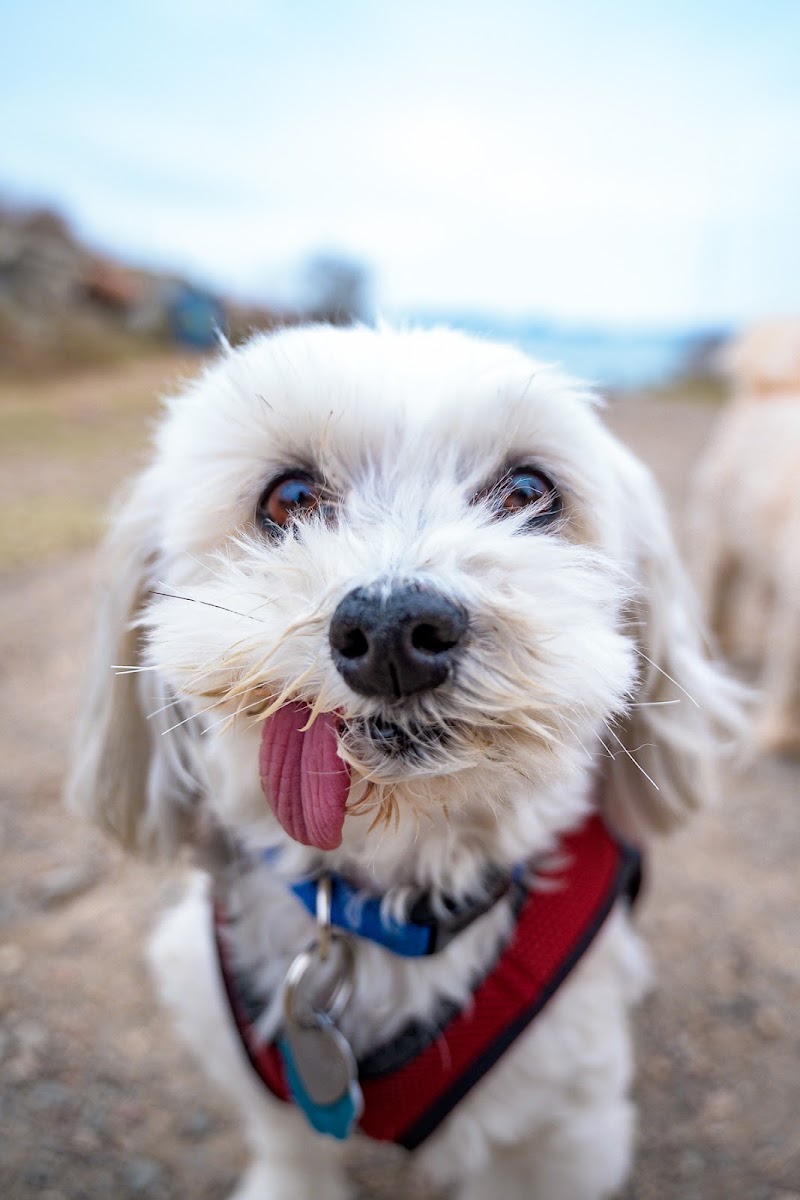 Travelers Pet Care photo 4