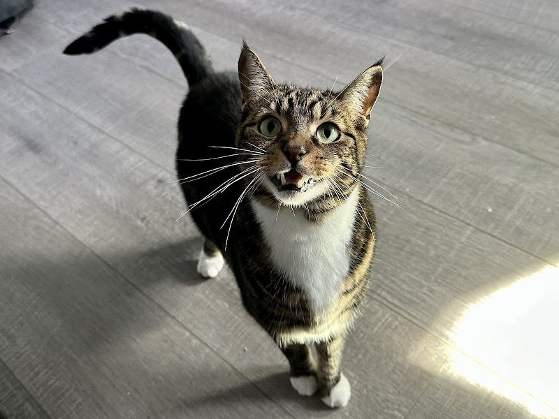 Travelers Pet Care photo 5
