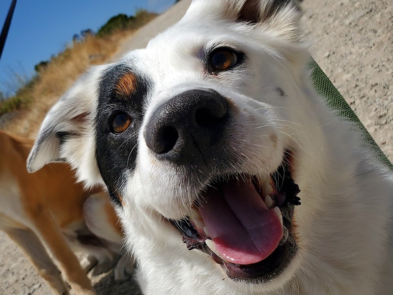 Photo of Travelers Pet Care
