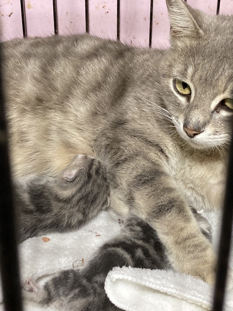 Raining Cats And Dogs Shelter photo 3