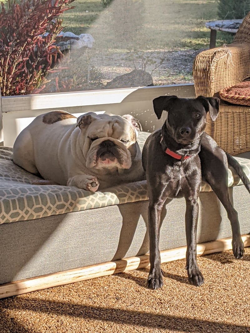 Raining Cats And Dogs Shelter photo 2