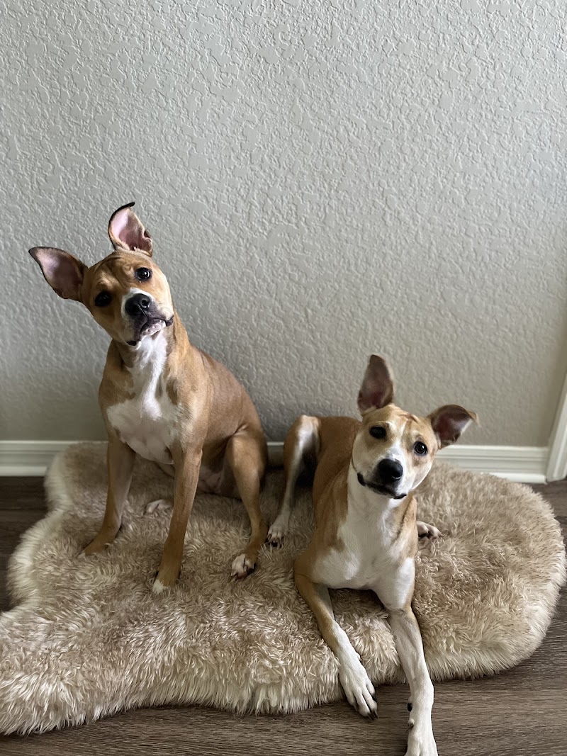 Raining Cats And Dogs Shelter photo 4