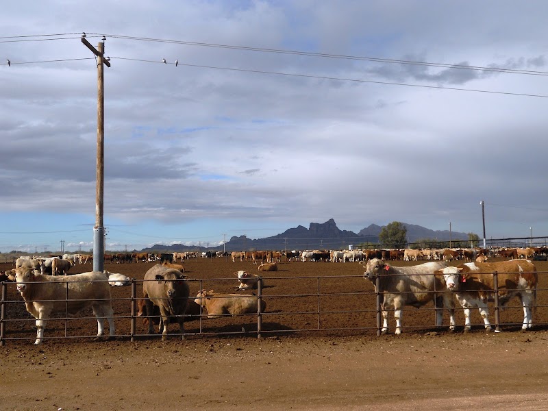 Red Rock Feeding Co photo 5
