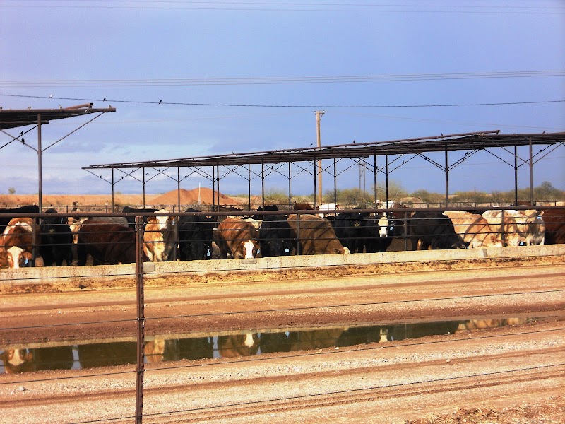 Red Rock Feeding Co photo 4