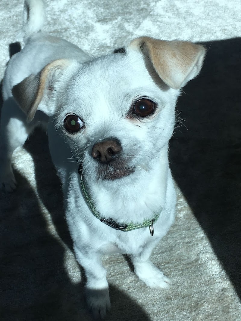 Jan's Pet Sitting photo 2