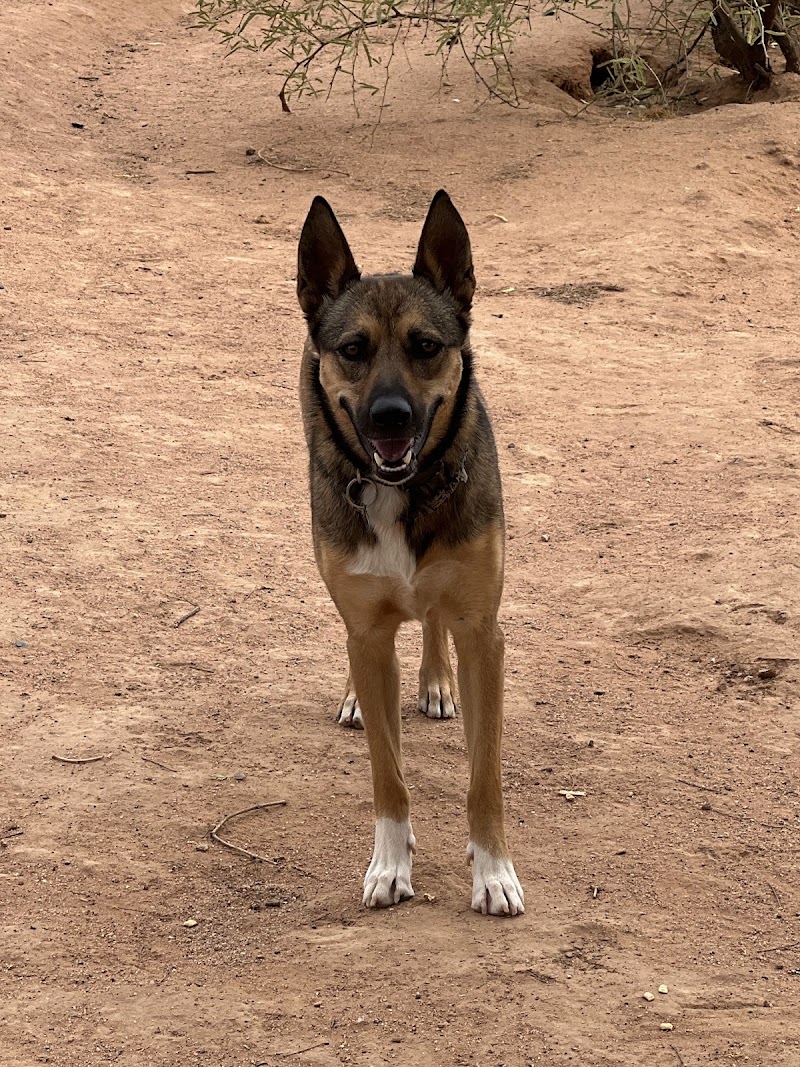 Camp K9's Critter Sitters photo 3
