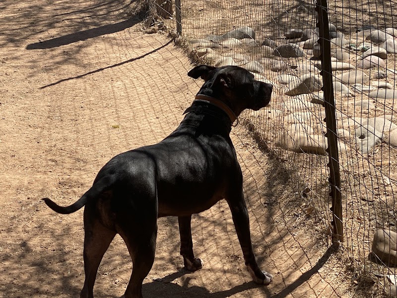 Camp K9's Critter Sitters photo 4