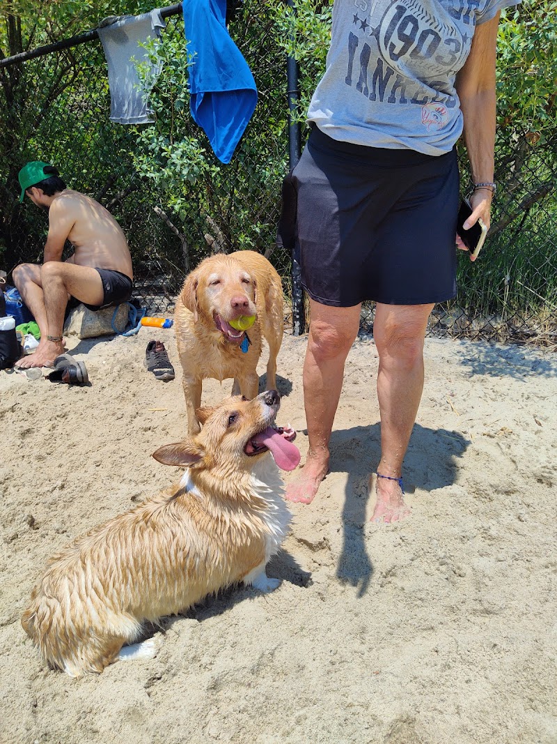 Quiet Waters Dog Beach photo 5