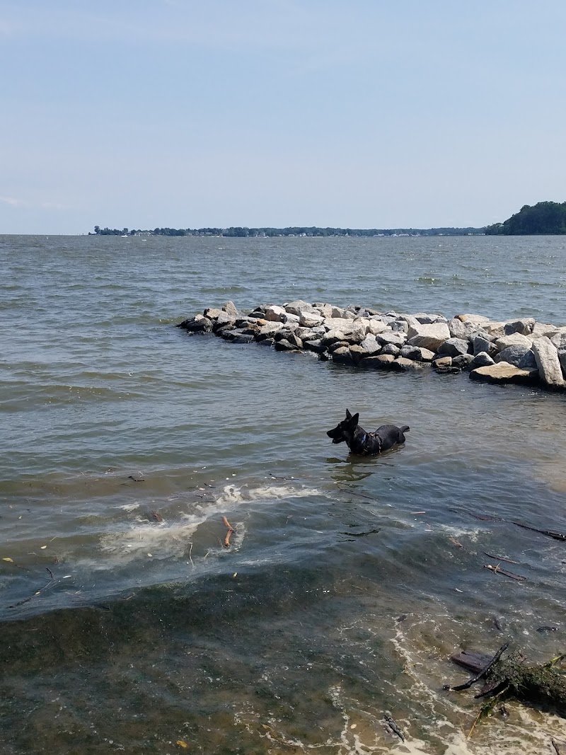 Quiet Waters Dog Beach photo 4