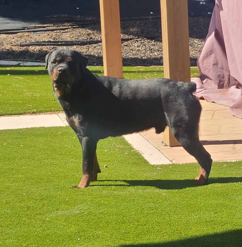 Dublin Creek Kennels photo 5