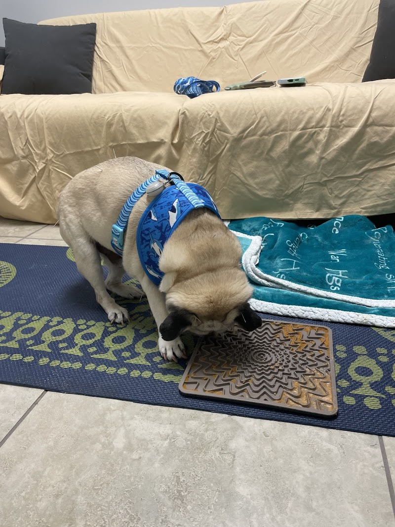 Healing Hands for Pets photo 3