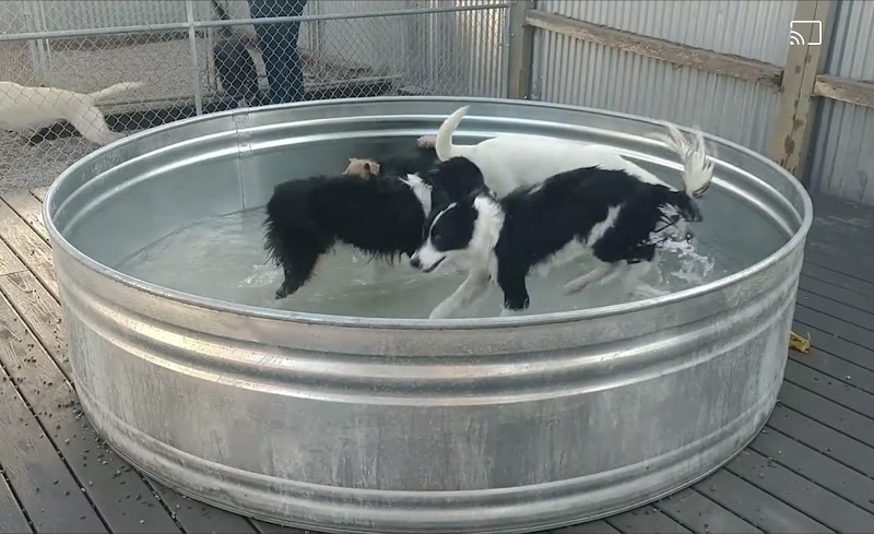 Maranda Ranch Kennels photo 5