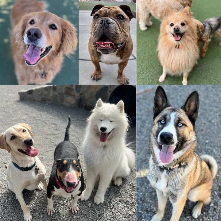 Photo of Maranda Ranch Kennels